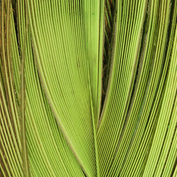 FFGene Peacock Eye Bleached