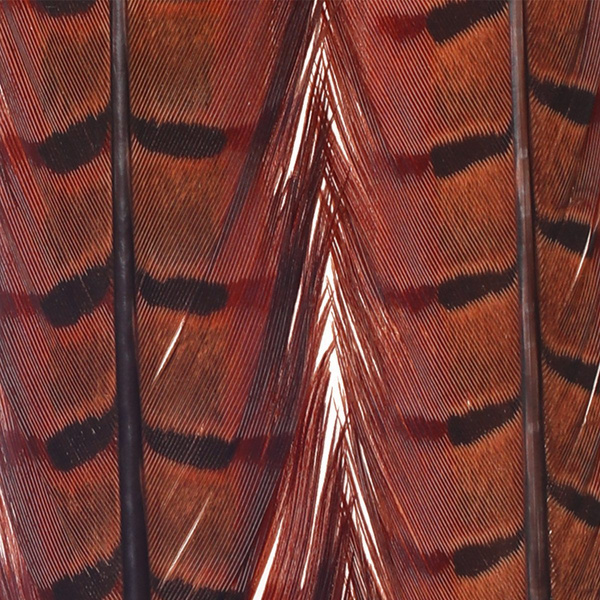 FFGene Pheasant Center Tail