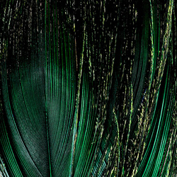 FFGene Peacock Eyes color