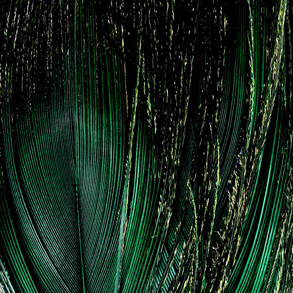 FFGene Peacock Eyes color