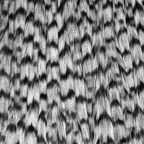 Ewing Grizzly Half Capes