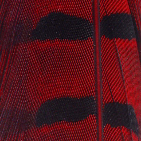 FFGene Pheasant complete tail