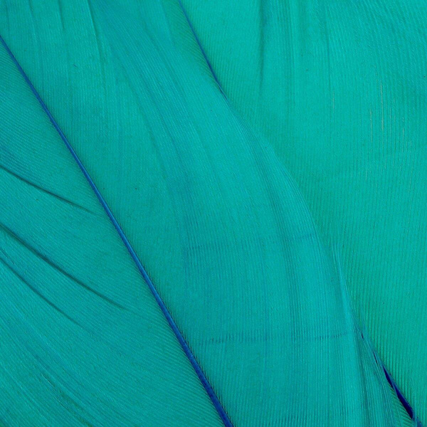 FFGene Goose Shoulders