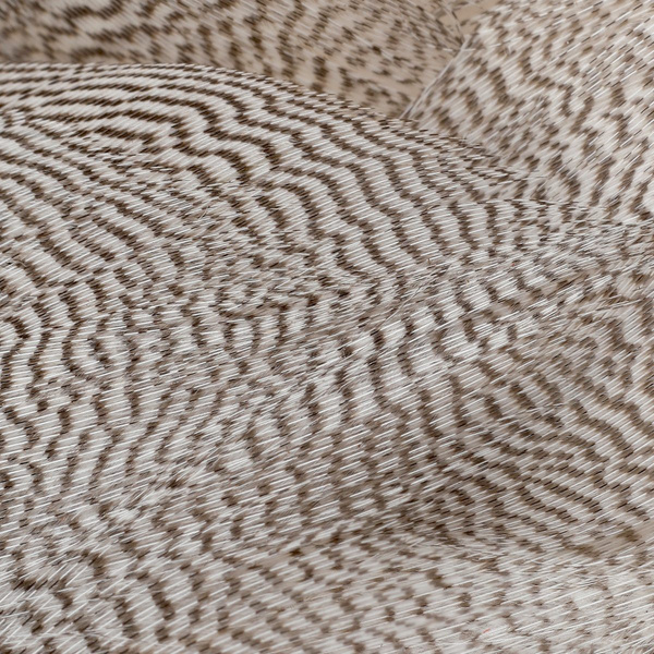 FFGene Mallard Flank