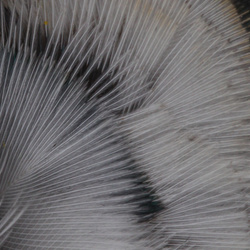 Hareline Ringneck Neck Patch