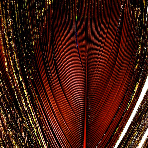 FFGene Peacock Eyes color