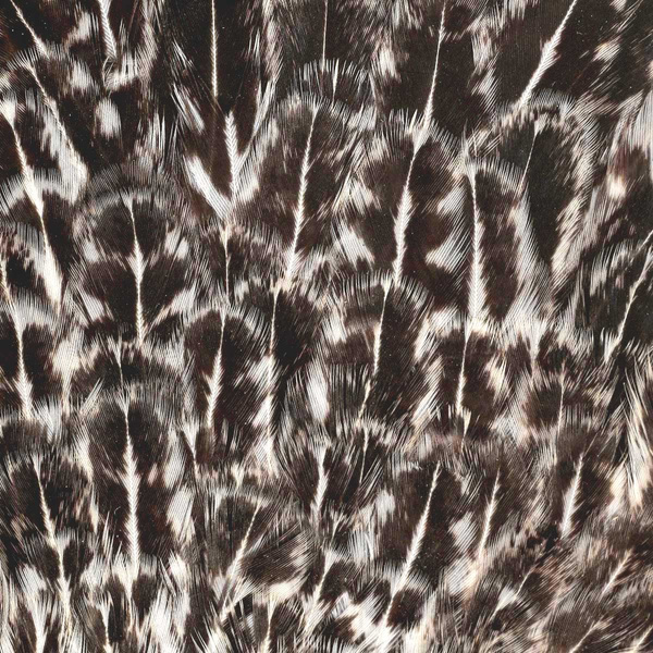 FFGene India Hen Speckled Saddles