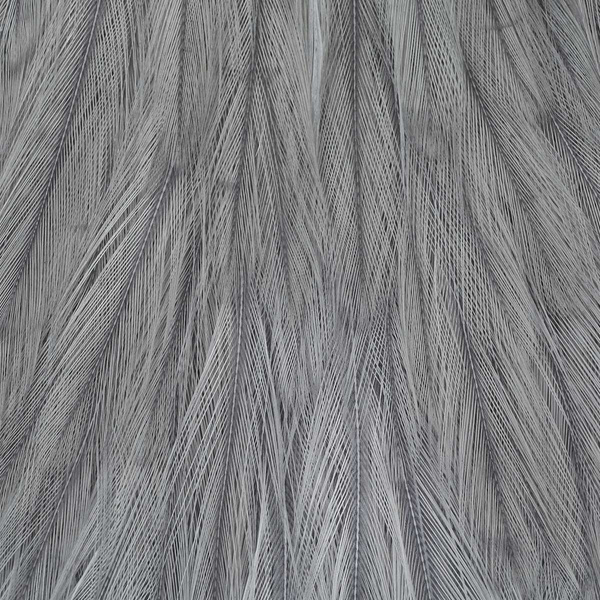 Wapsi Dry Fly Rooster Necks