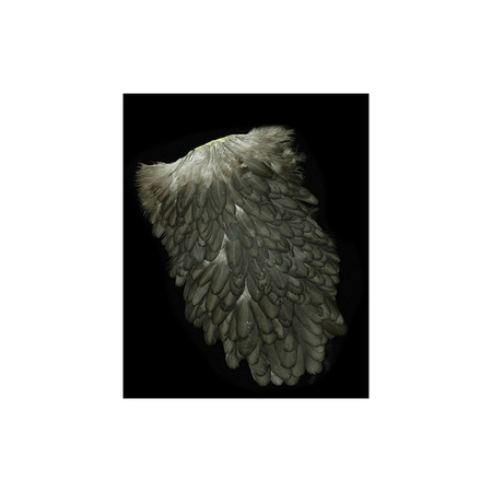 Whiting Hen Saddles