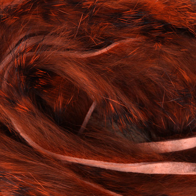 Black Barred Crawfish Orange