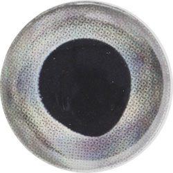 Oczy do sztucznych much FFGene FF Gene Living 3-D Eyes