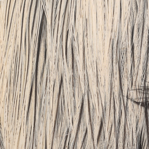 Metz Cock Cape #3 1/2