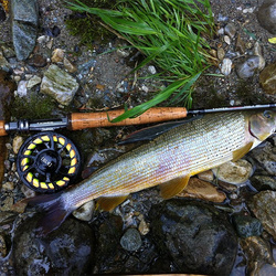 Wędka muchowa Taimen [NPHX]