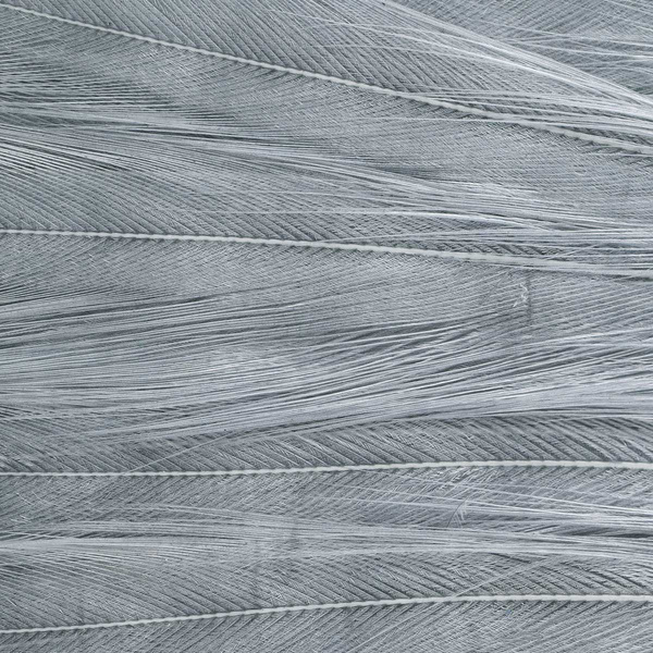 Ewing Deceiver Patch Dyed