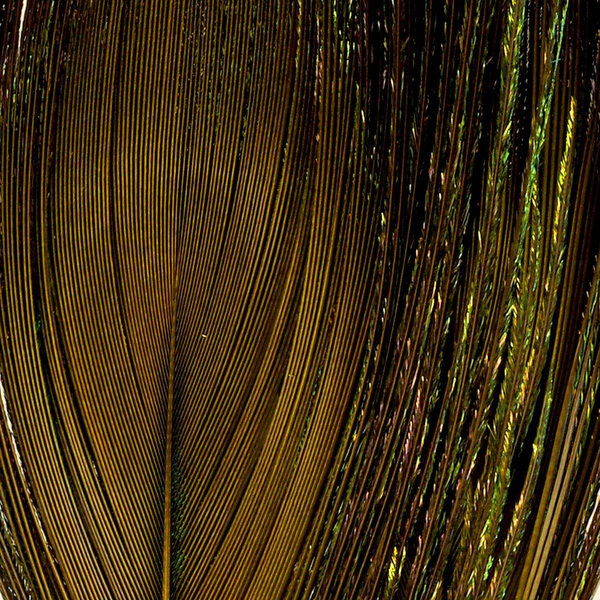 FFGene Peacock Eyes color