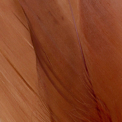 FFGene Goose Shoulders