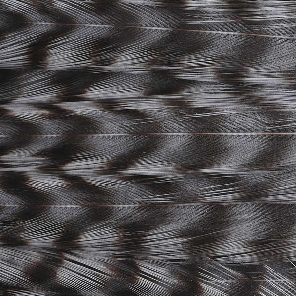 Ewing Deceiver Patch Dyed