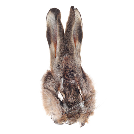 Wapsi Hares Mask