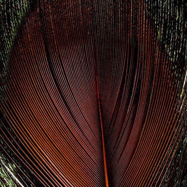 FFGene Peacock Eyes color