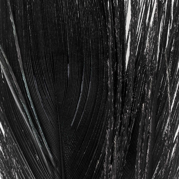 FFGene Peacock Eyes color