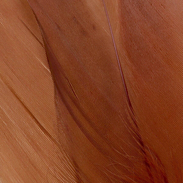 FFGene Goose Shoulders