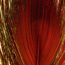 FFGene Peacock Eyes color