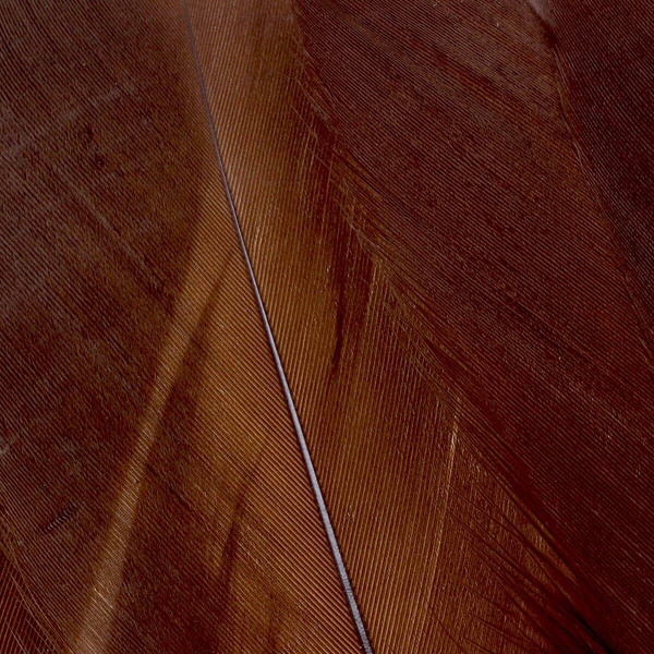 FFGene Goose Shoulders