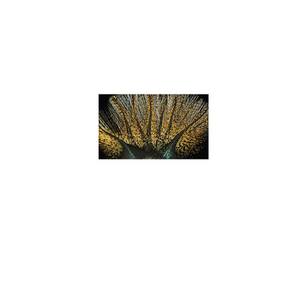 FFGene Coq de - Leon Feather