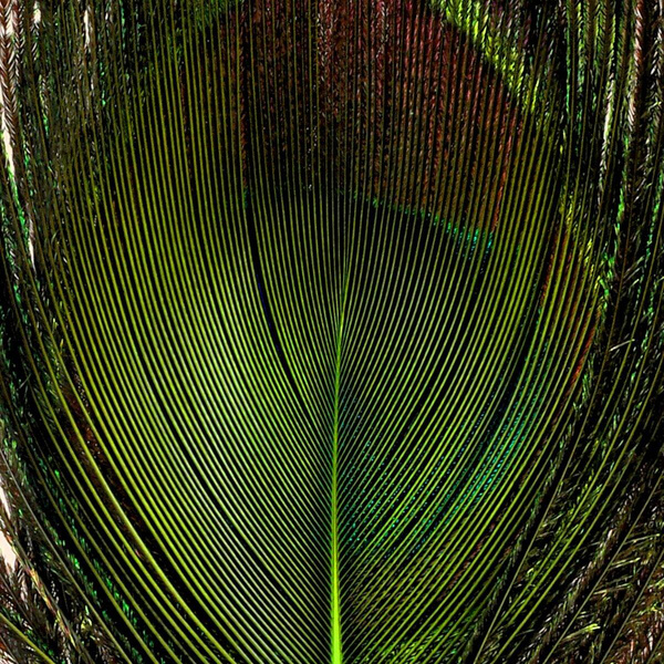 FFGene Peacock Eyes color