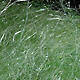 Pale Green