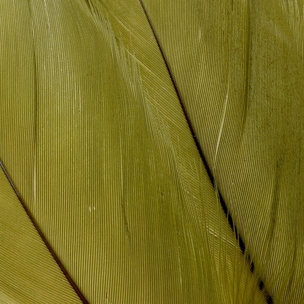 FFGene Goose Shoulders