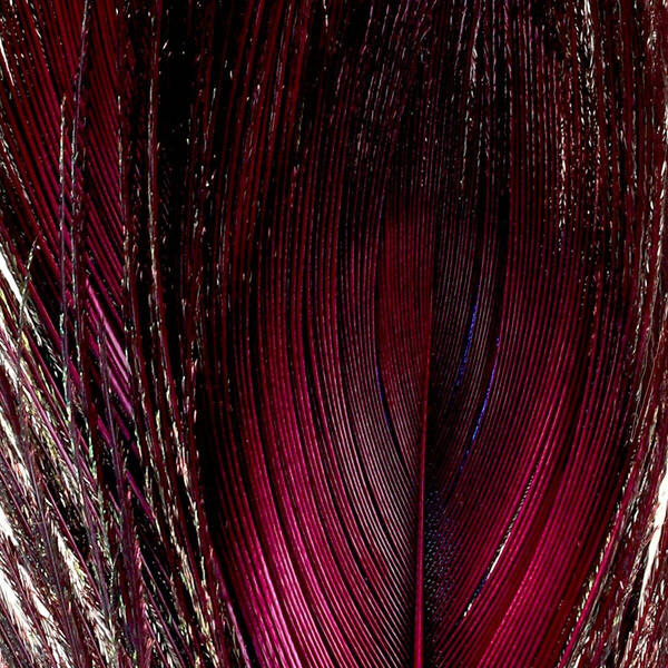 FFGene Peacock Eyes color