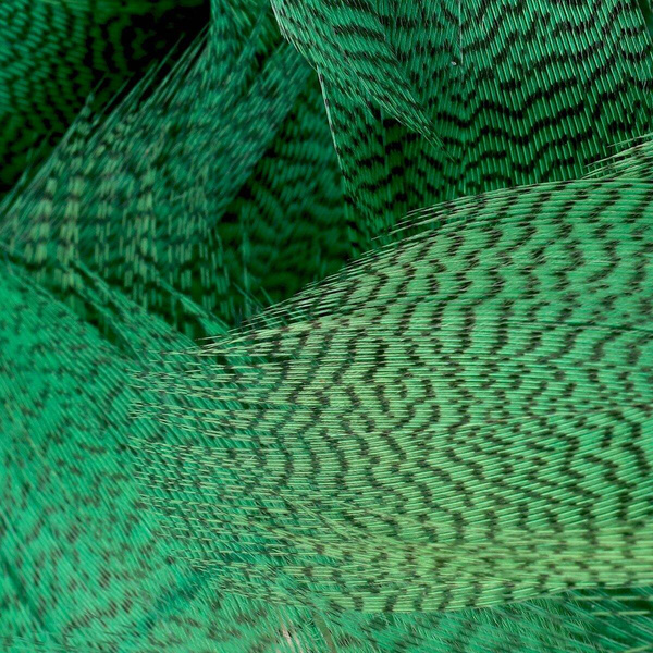 FFGene Mallard Flank